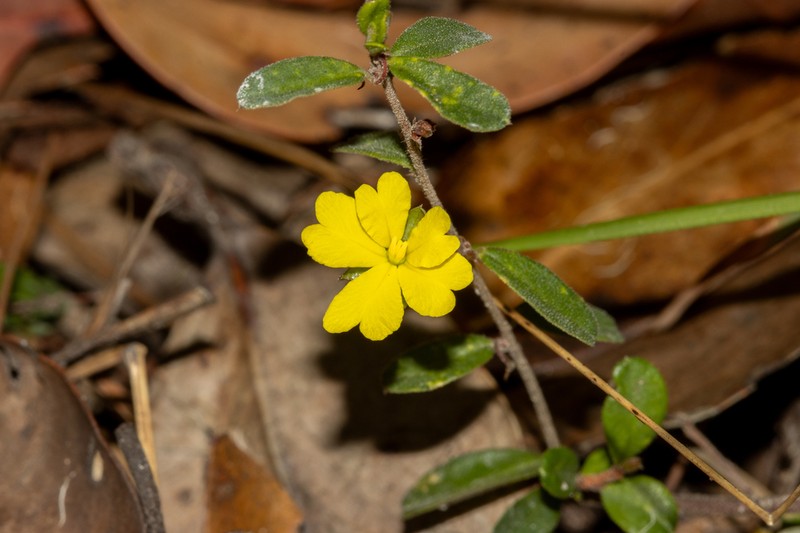 Hibbertia empetrifolia photo 2