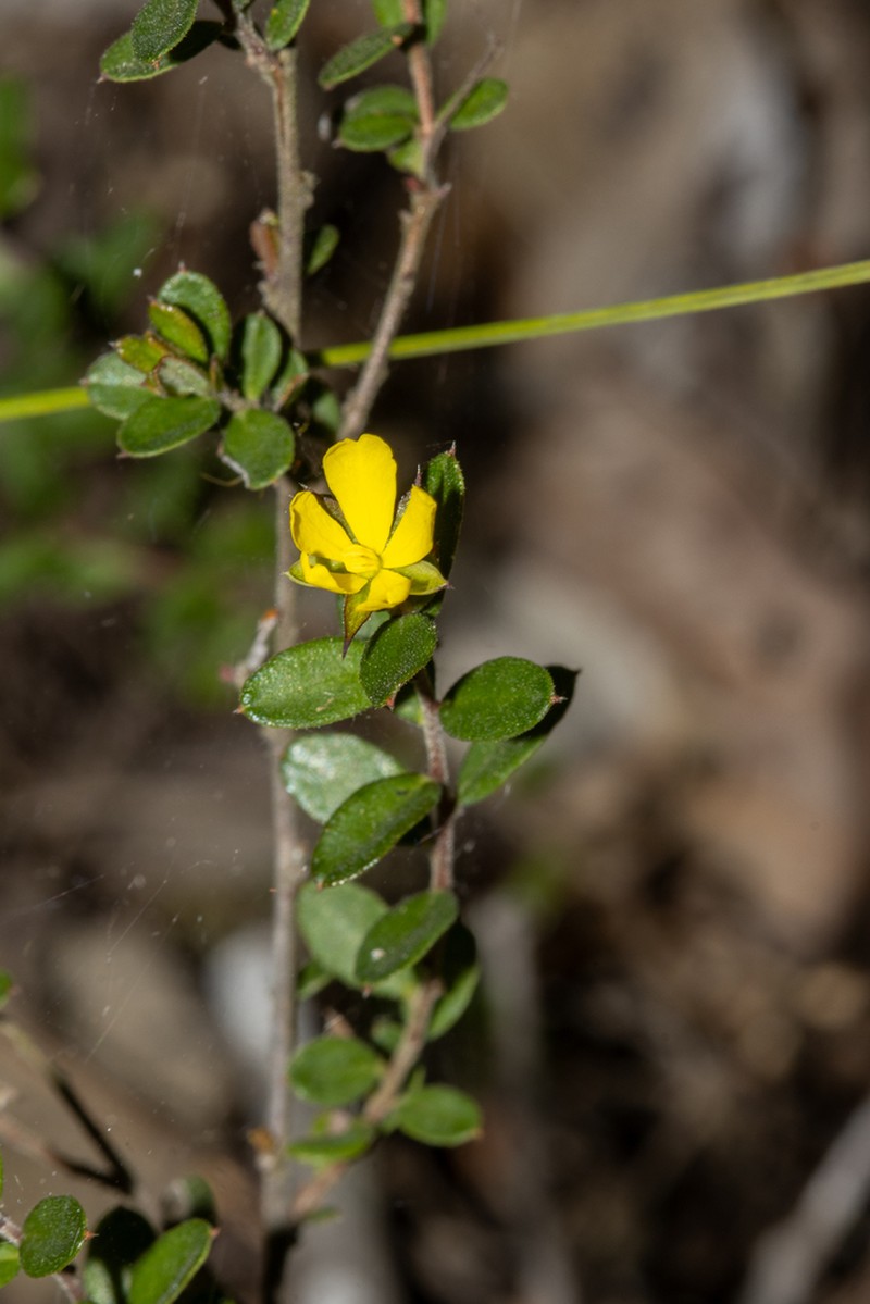 Hibbertia empetrifolia photo 3