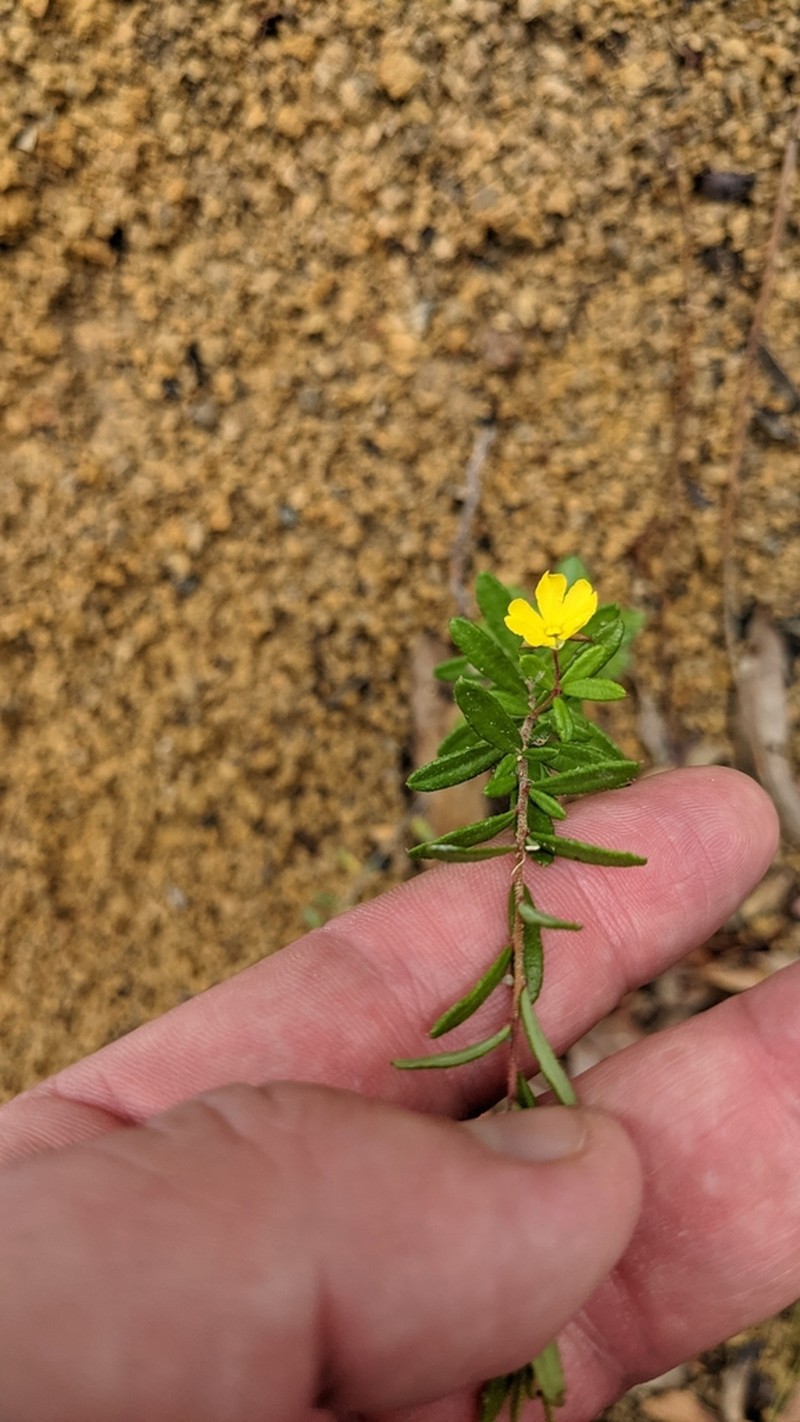 Hibbertia empetrifolia photo 4