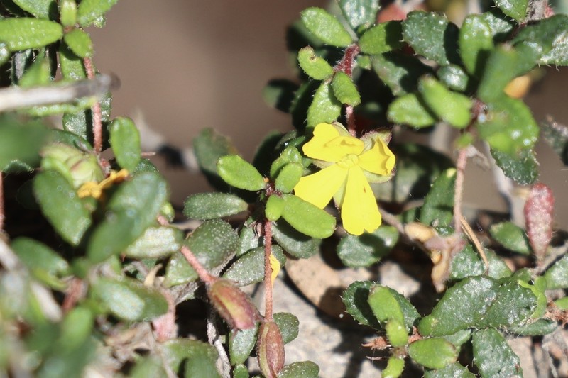 Hibbertia empetrifolia photo 5