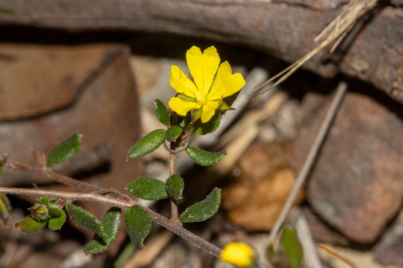 Hibbertia empetrifolia photo 6