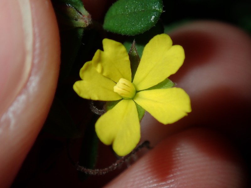 Hibbertia empetrifolia photo 7