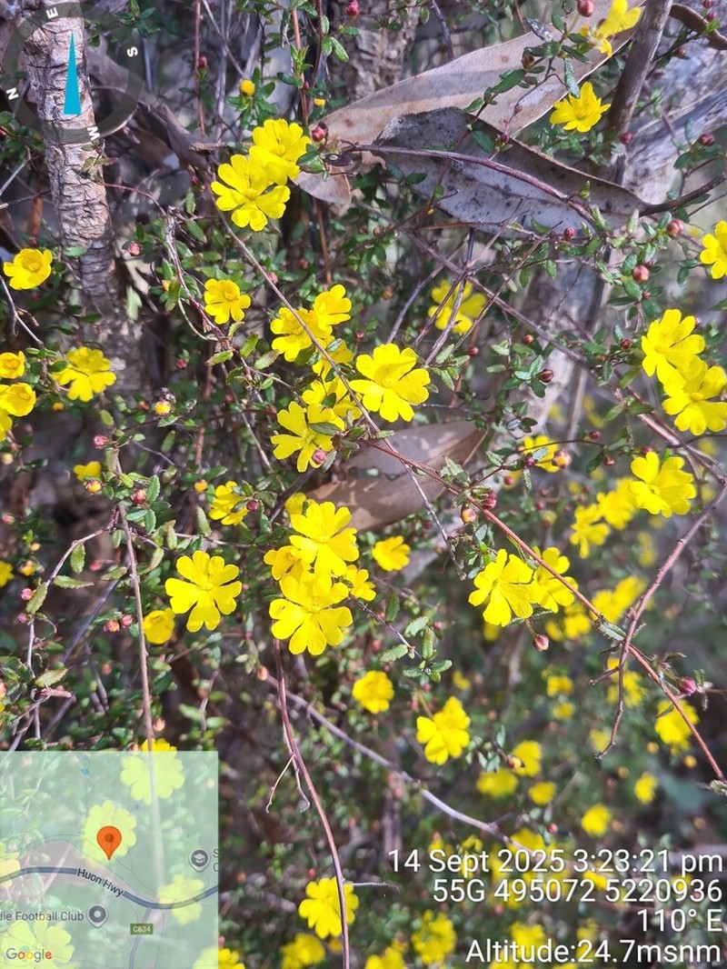 Hibbertia empetrifolia photo 8