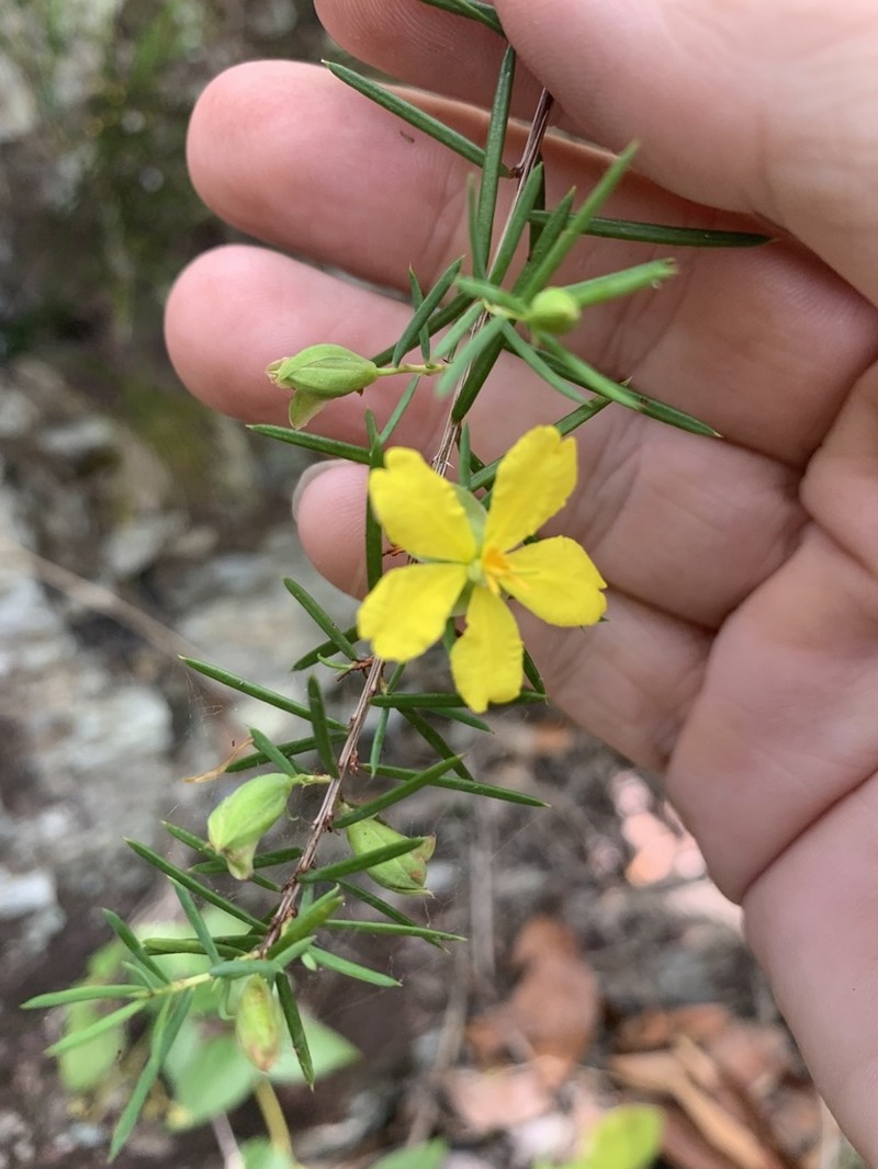 Hibbertia epeduncularis