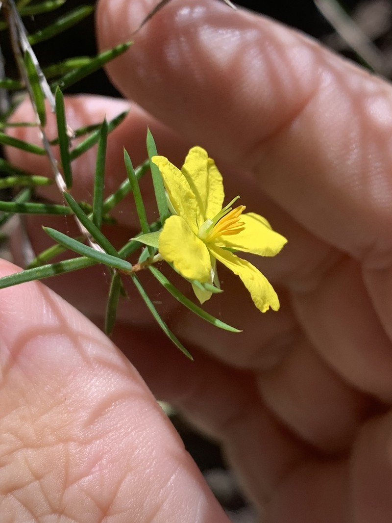 Hibbertia epeduncularis photo 2