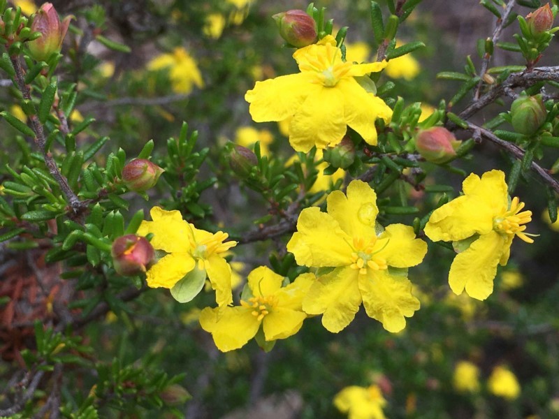 Hibbertia ericifolia
