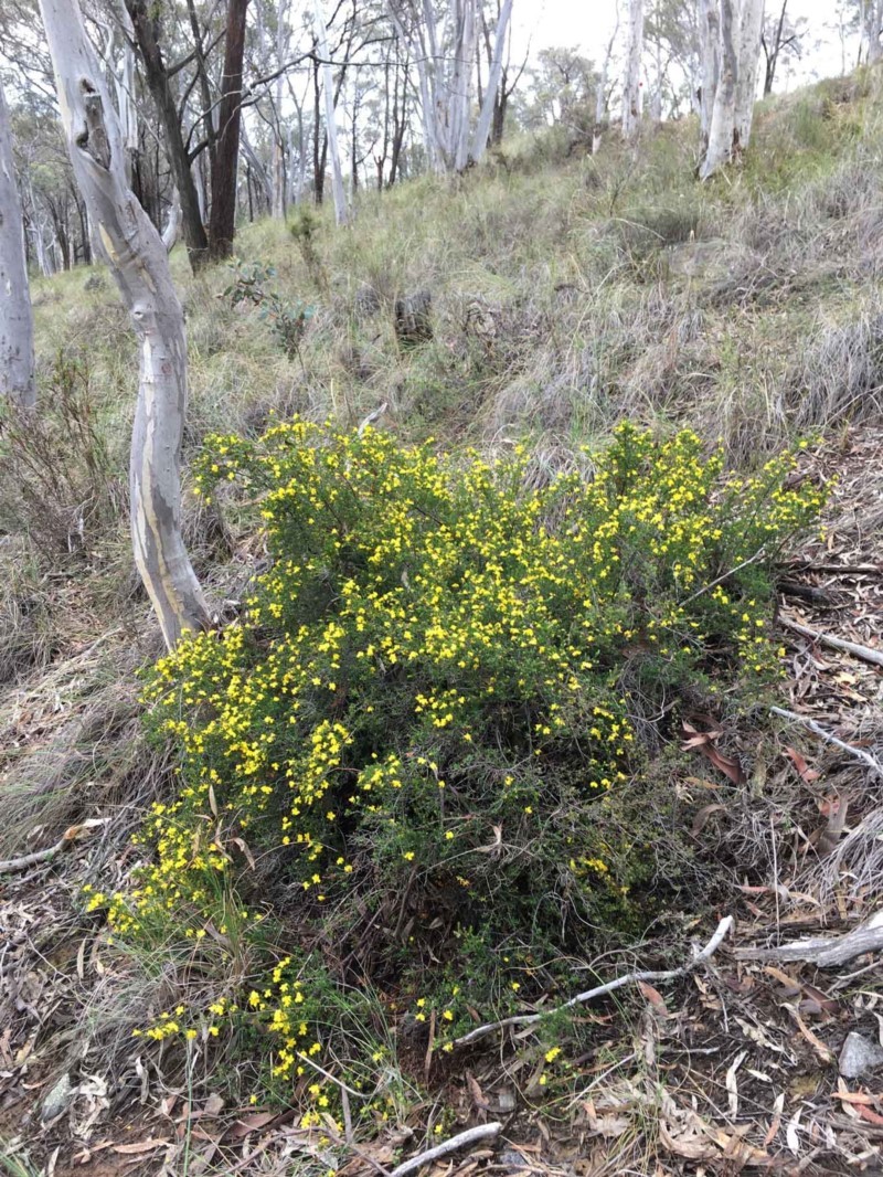Hibbertia ericifolia photo 2