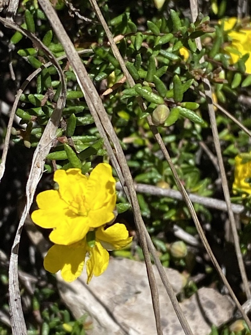Hibbertia ericifolia photo 3