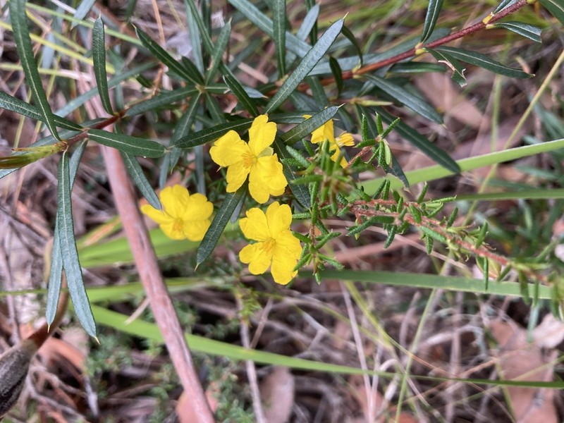 Hibbertia ericifolia photo 4