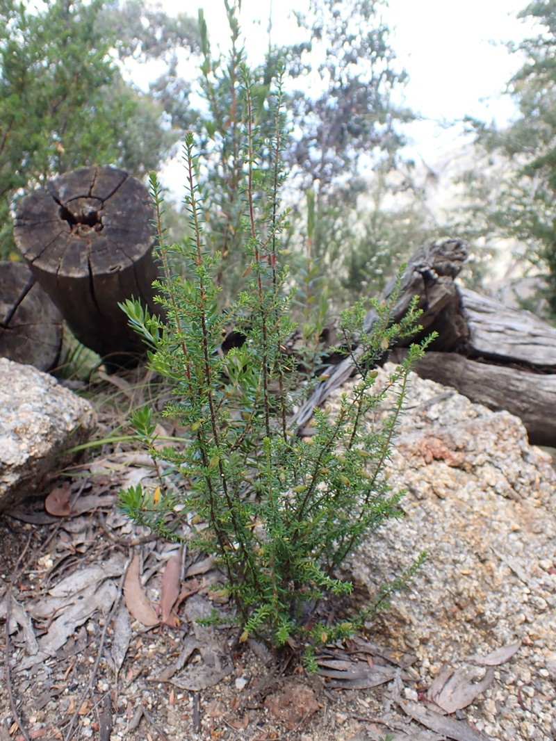Hibbertia ericifolia photo 5