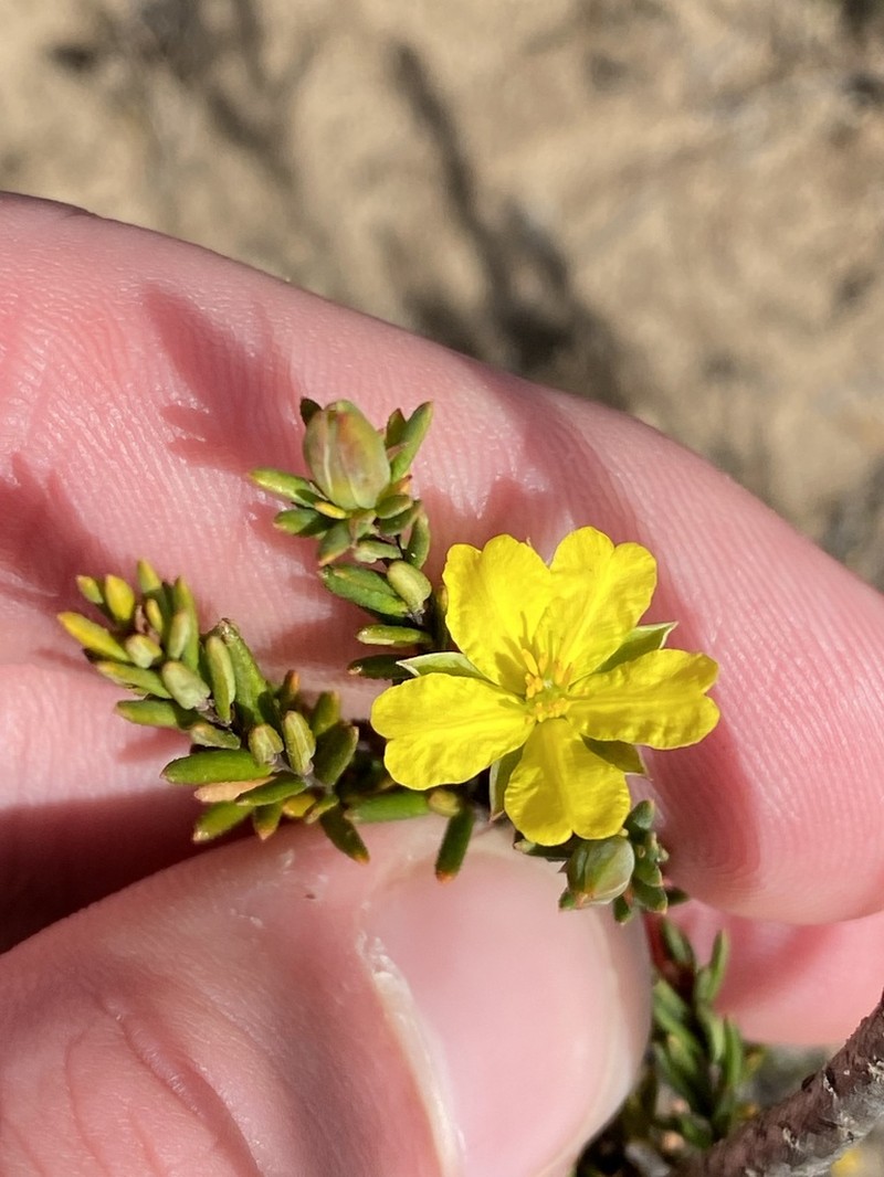 Hibbertia ericifolia photo 6