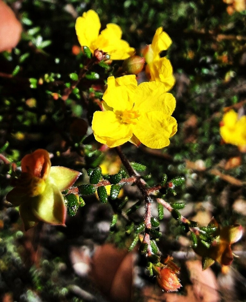 Hibbertia ericifolia photo 7