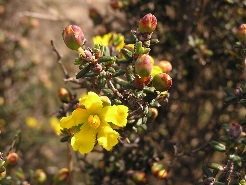 Hibbertia exasperata