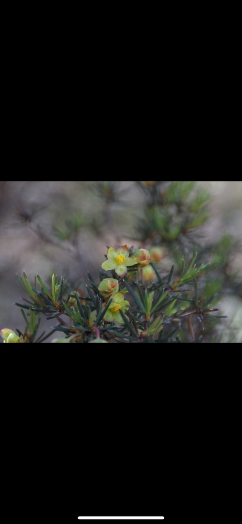 Hibbertia exasperata photo 2