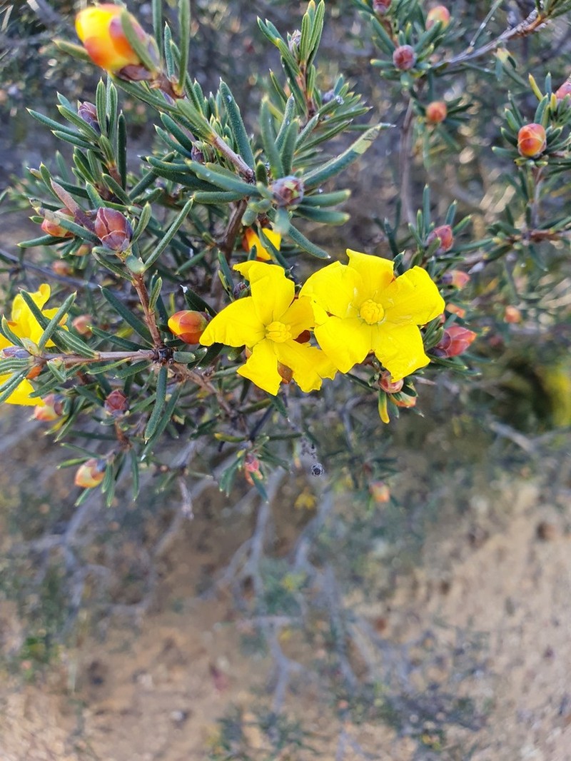 Hibbertia exasperata photo 3