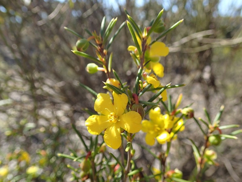 Hibbertia exasperata photo 4