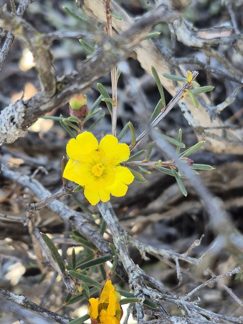 Hibbertia exasperata photo 5