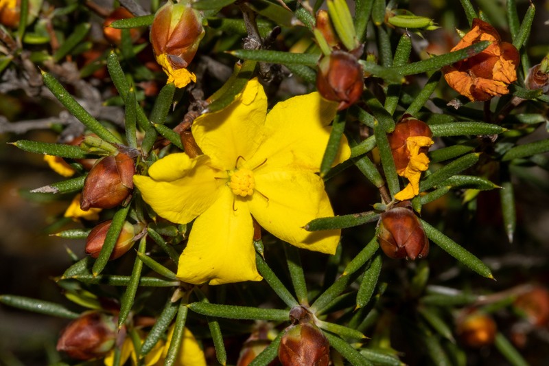 Hibbertia exasperata photo 6