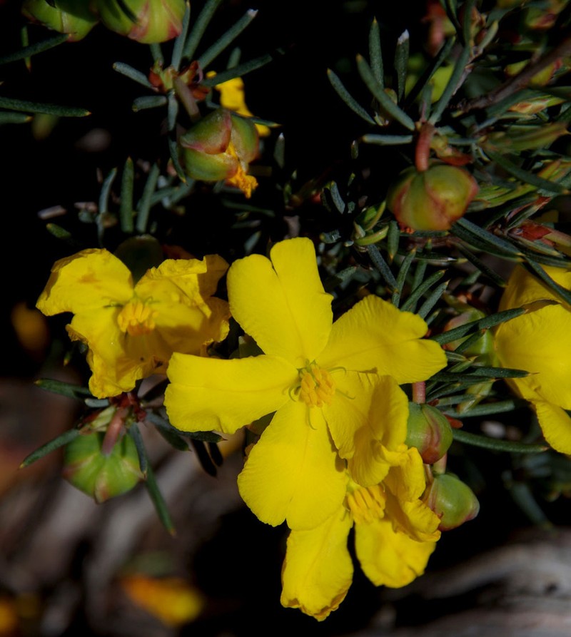 Hibbertia exasperata photo 7