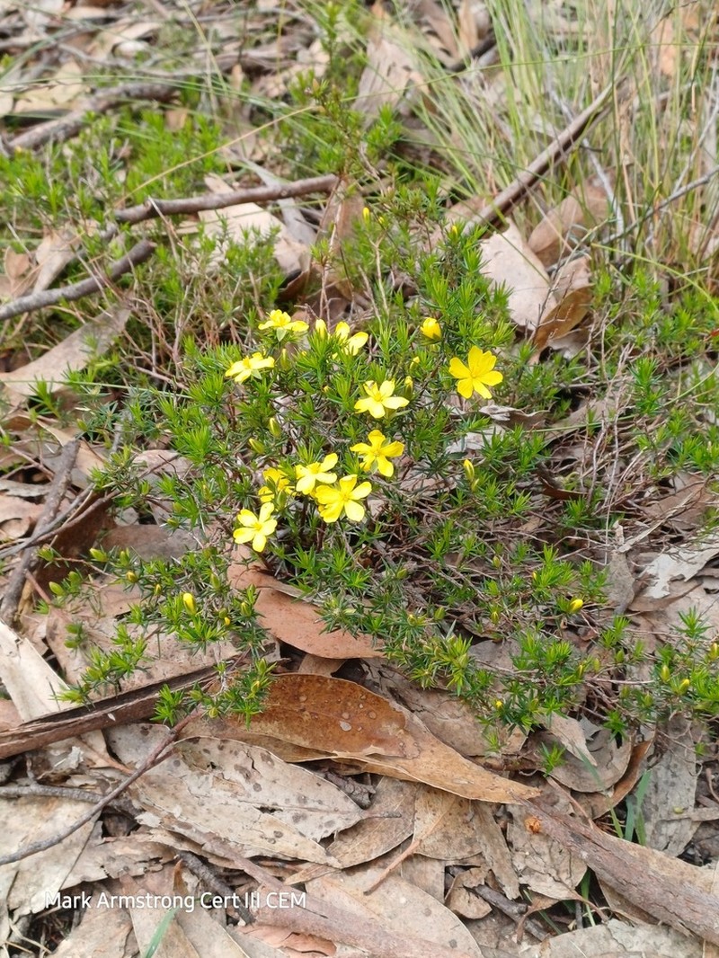 Hibbertia exutiacies photo 3