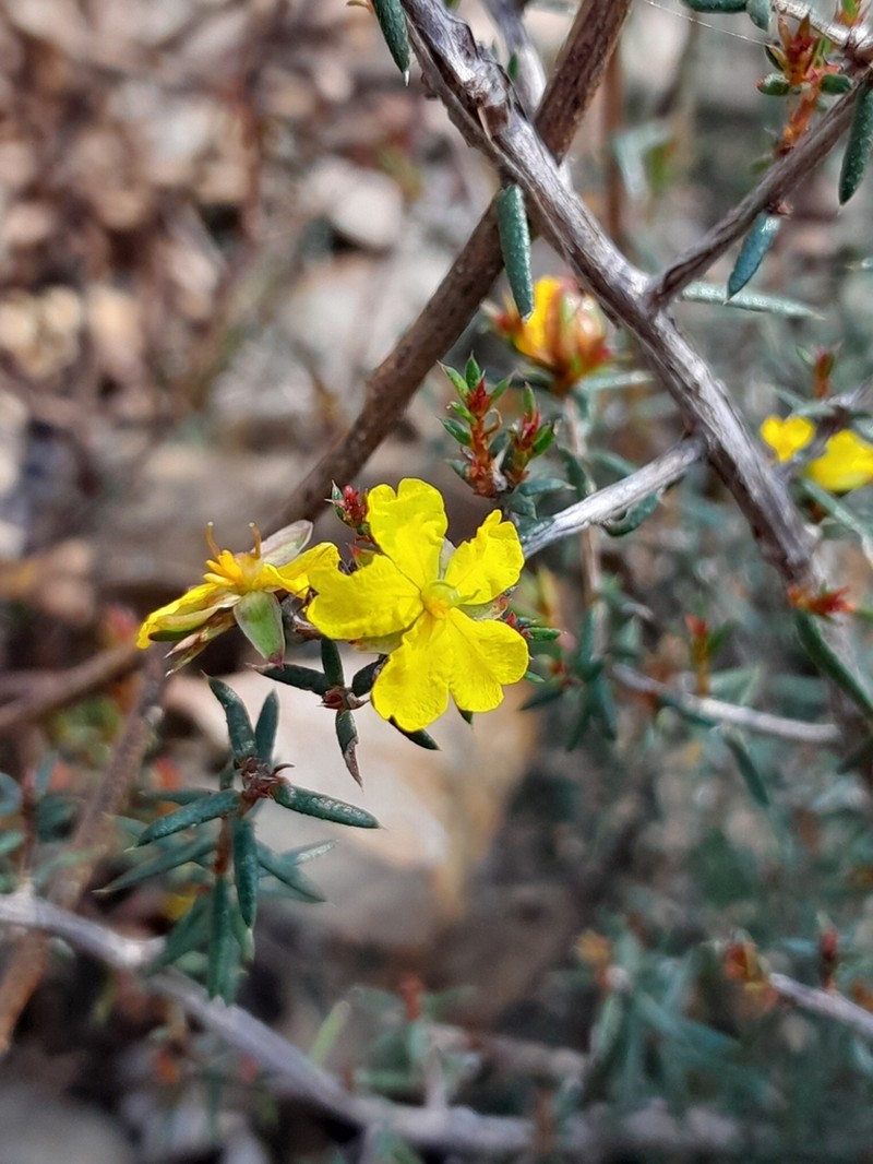 Hibbertia exutiacies photo 4