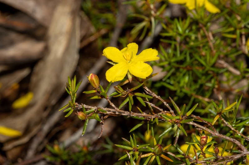 Hibbertia exutiacies photo 5