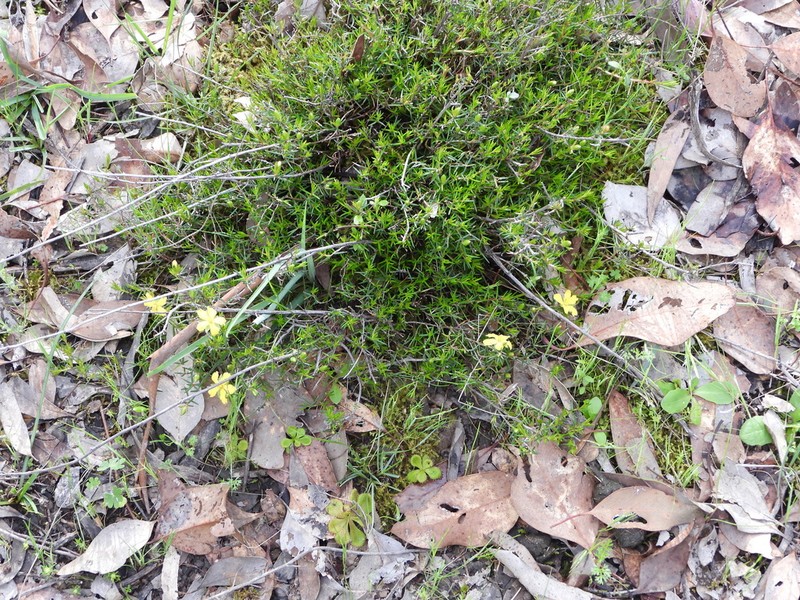Hibbertia exutiacies photo 6