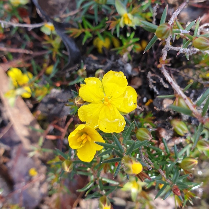 Hibbertia exutiacies photo 7
