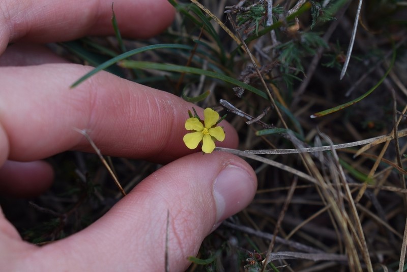 Hibbertia fasciculata photo 2