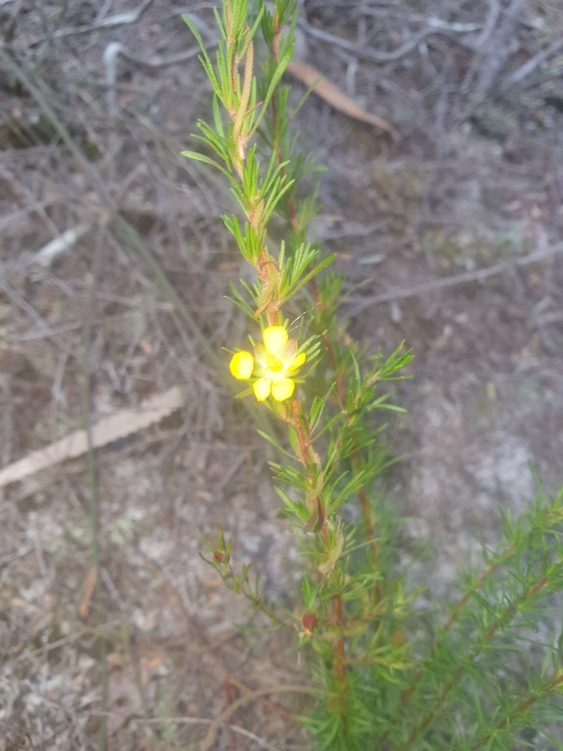 Hibbertia fasciculata photo 3