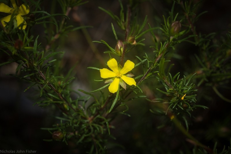 Hibbertia fasciculata photo 4