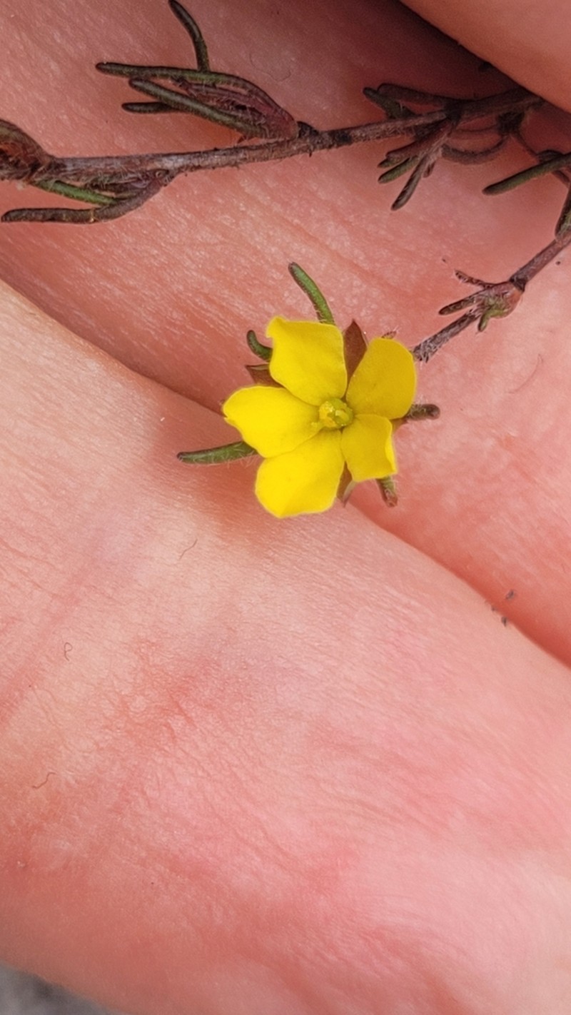 Hibbertia fasciculata photo 5