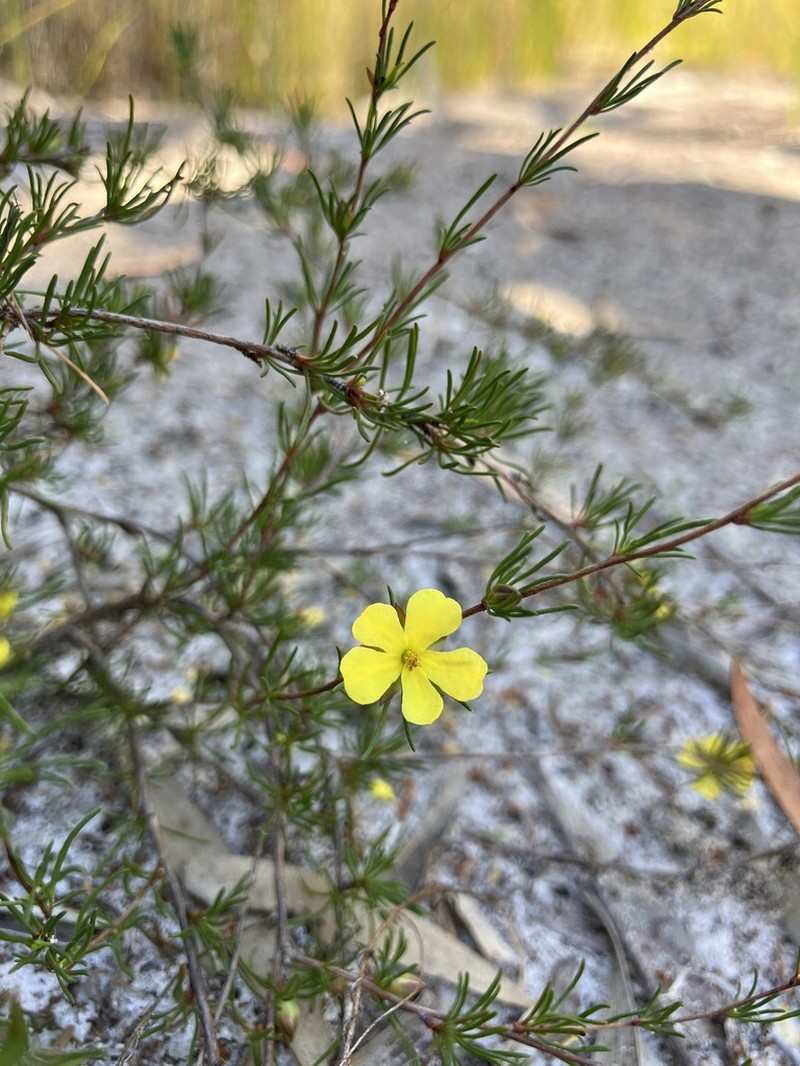 Hibbertia fasciculata photo 6