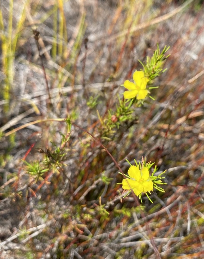 Hibbertia fasciculata photo 7