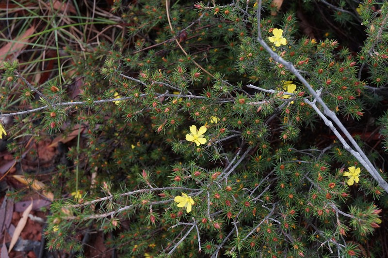 Hibbertia ferox