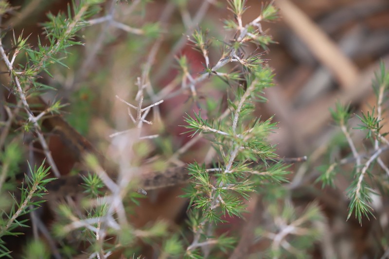 Hibbertia ferox photo 2
