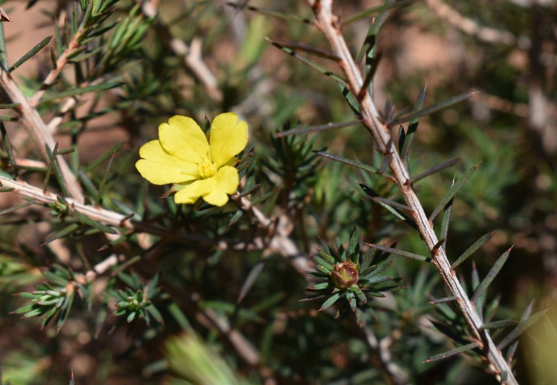 Hibbertia ferox photo 3