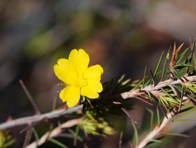Hibbertia ferox photo 4