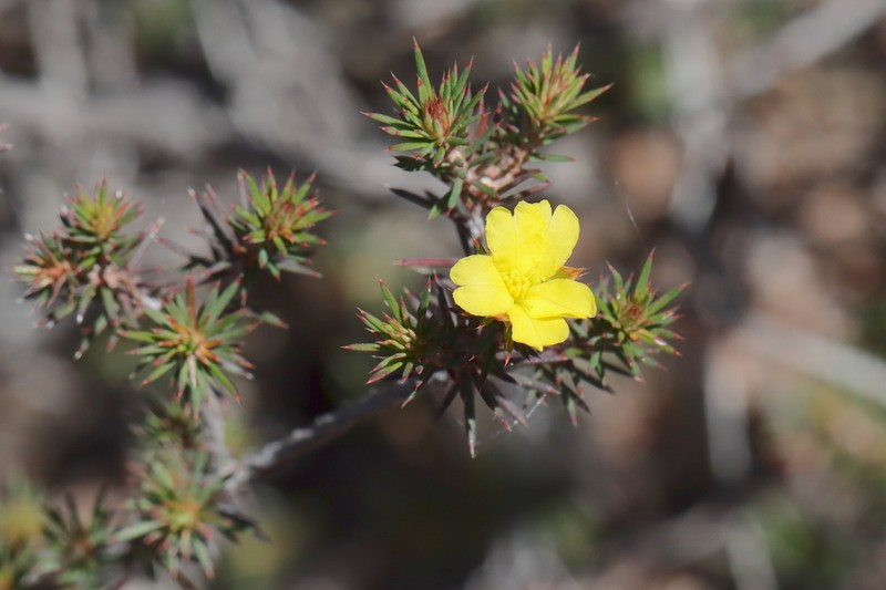 Hibbertia ferox photo 5