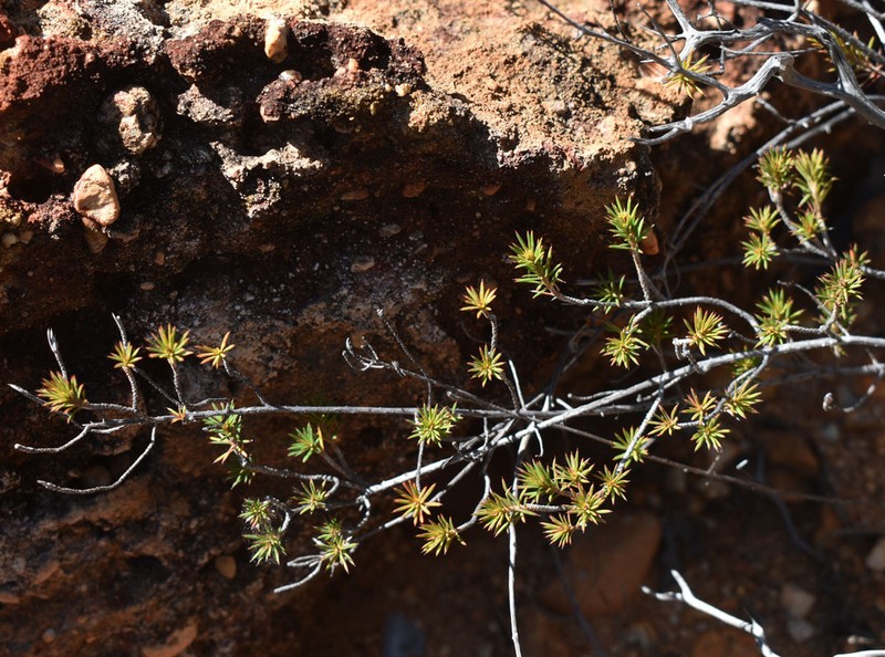 Hibbertia ferox photo 6
