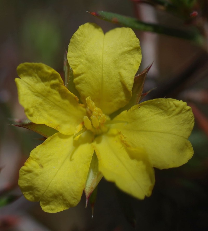 Hibbertia ferox photo 7