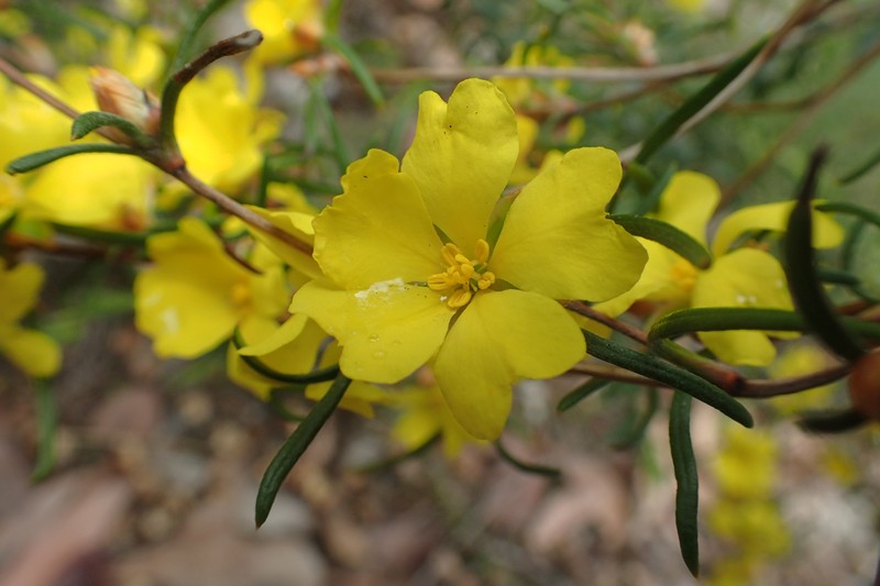 Hibbertia ferruginea