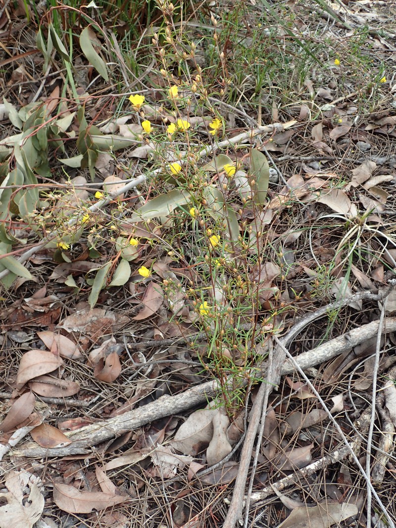 Hibbertia ferruginea photo 2