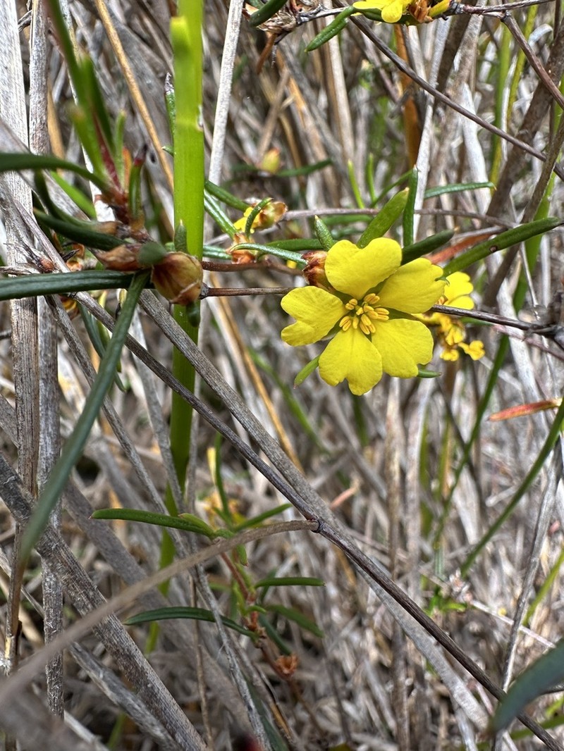 Hibbertia ferruginea photo 3