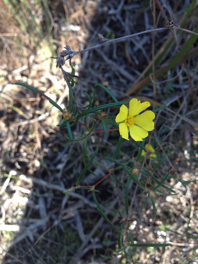 Hibbertia ferruginea photo 4