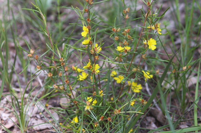 Hibbertia ferruginea photo 5