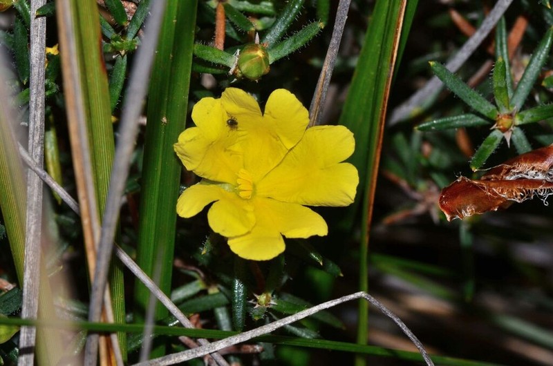 Hibbertia ferruginea photo 6