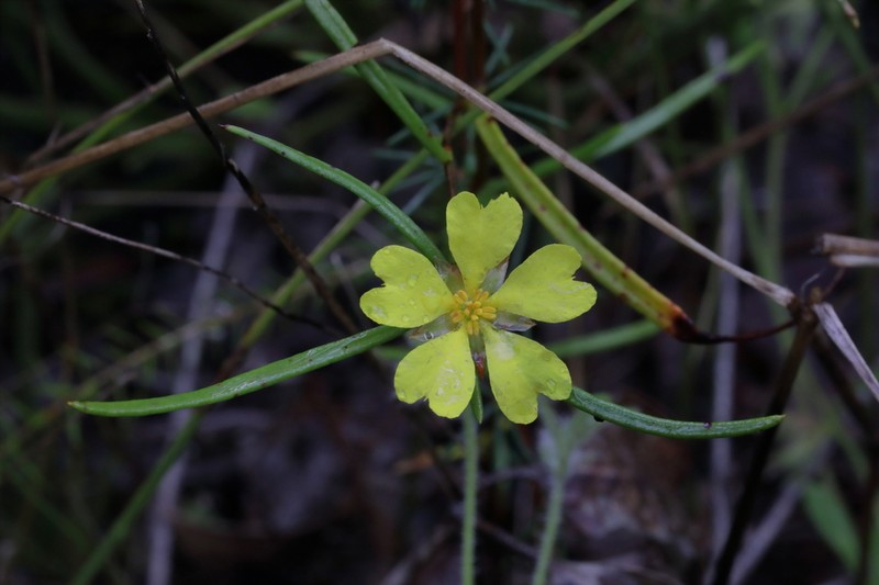 Hibbertia ferruginea photo 7