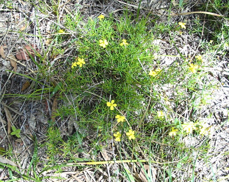 Hibbertia filifolia