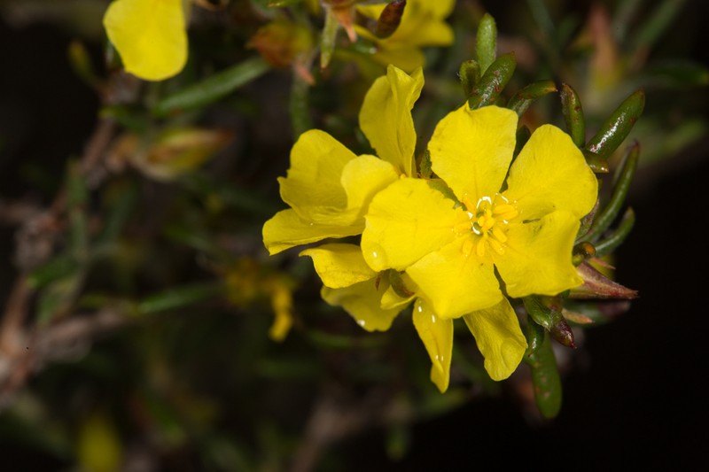 Hibbertia fitzgeraldensis photo 2